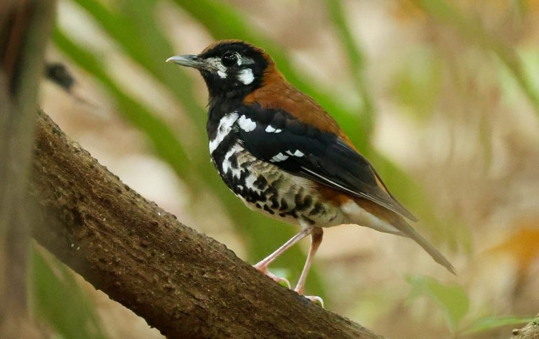 Rusty-backed Thrush