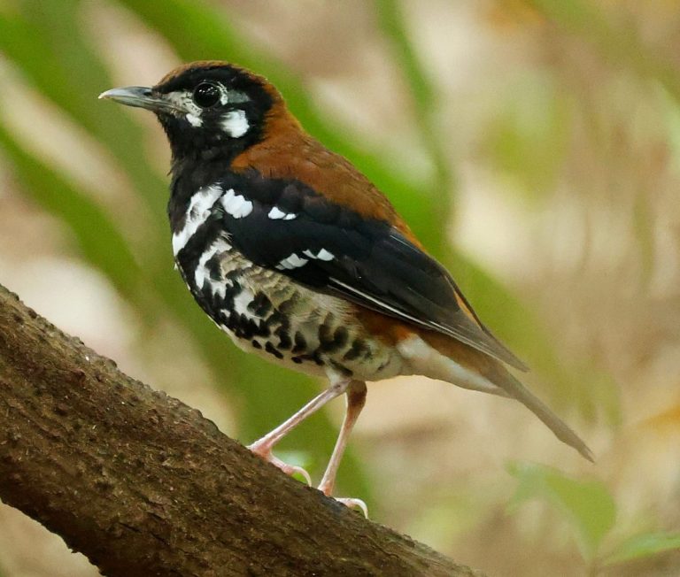 Rusty-backed Thrush