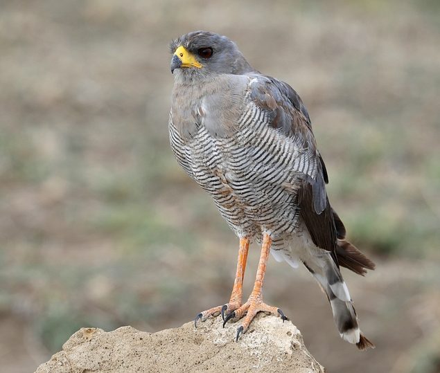 Eastern Chanting-Goshawk