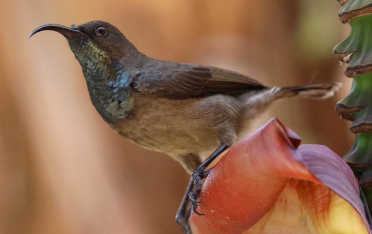 Seychelles Sunbird