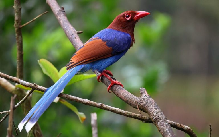 Sri Lanka Blue-Magpie