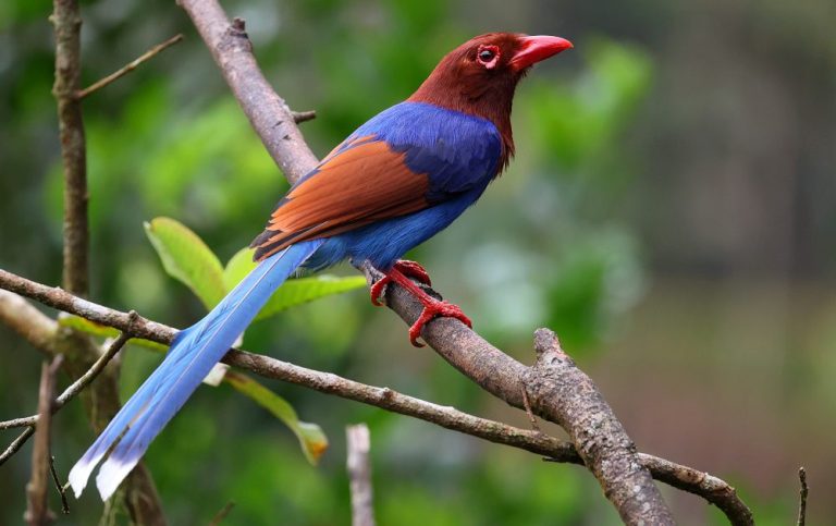 Sri Lanka Blue-Magpie