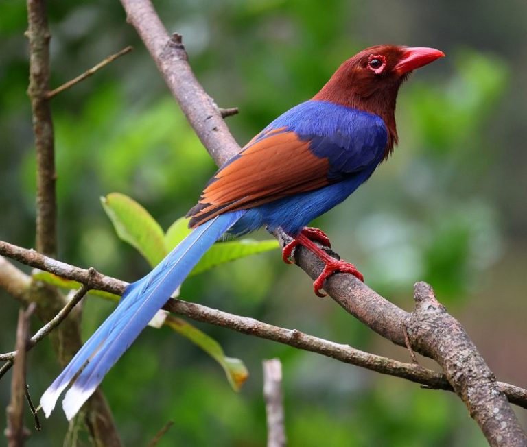 Sri Lanka Blue-Magpie