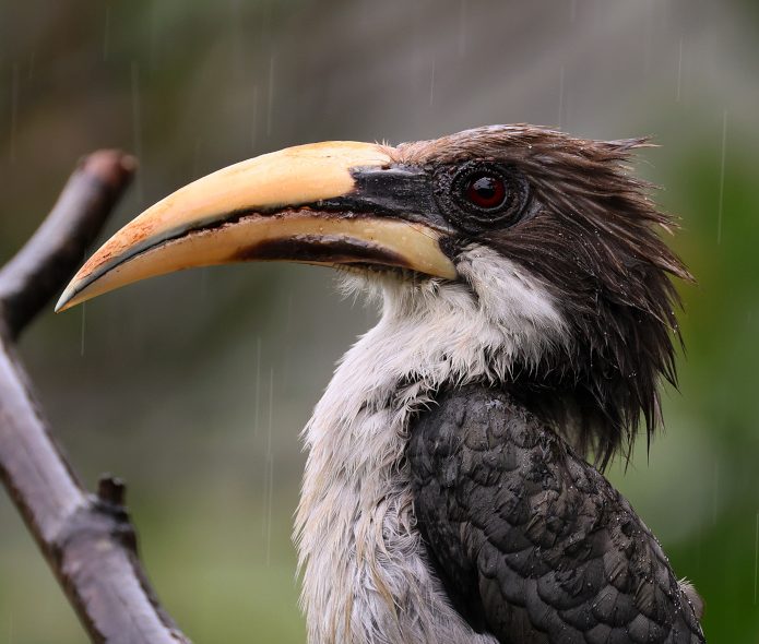 Sri Lanka Gray Hornbill