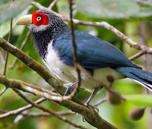 Red-faced Malkoha