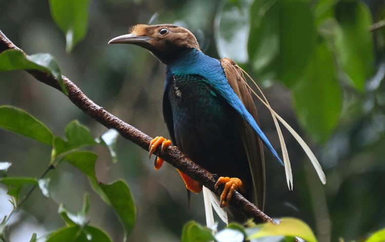 Standardwing Bird-of-Paradise