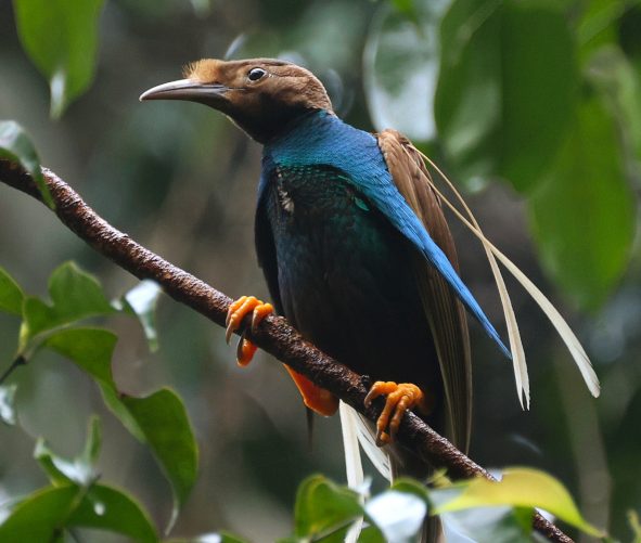 Standardwing Bird-of-Paradise
