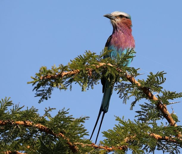 Lilac-breasted Roller