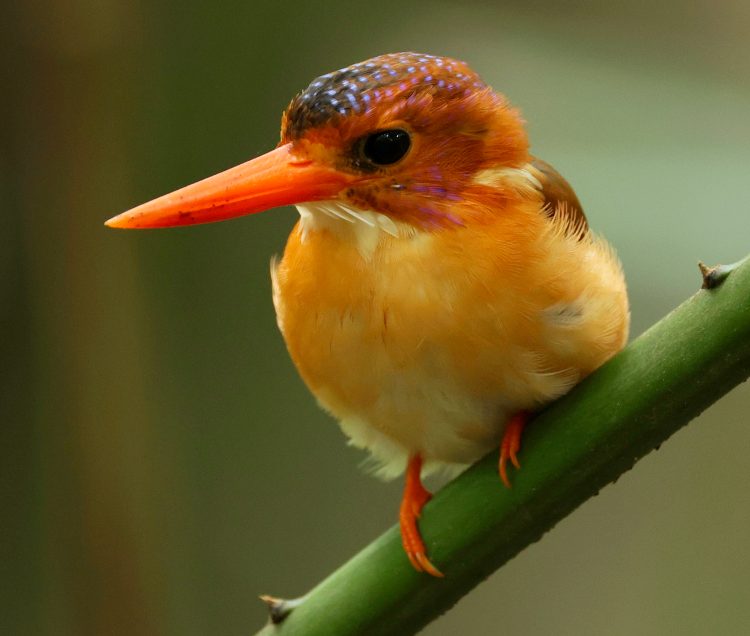 Sulawesi Dwarf-Kingfisher