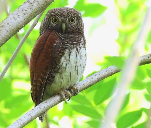 Chestnut-backed Owlet