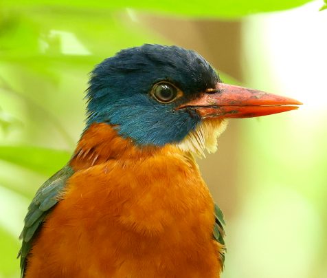 Green-backed Kingfisher