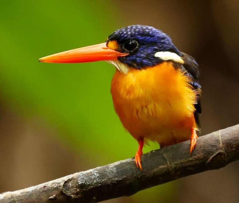 Moluccan Dwarf-Kingfisher