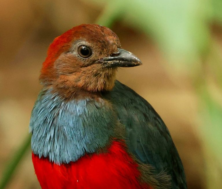 North Moluccan Pitta